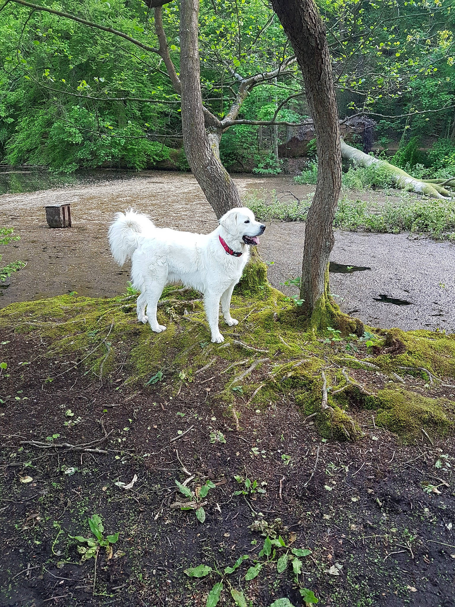 Marley participe au concours pour gagner de l'argent avec cette photo : canidae, carnivore, companion_dog, dog, dog_breed, golden_retriever, great_pyrenees, kuvasz, livestock_guardian_dog, mammal, maremma_sheepdog, plant, polish_tatra_sheepdog, retriever, slovak_cuvac, sporting_group, tree