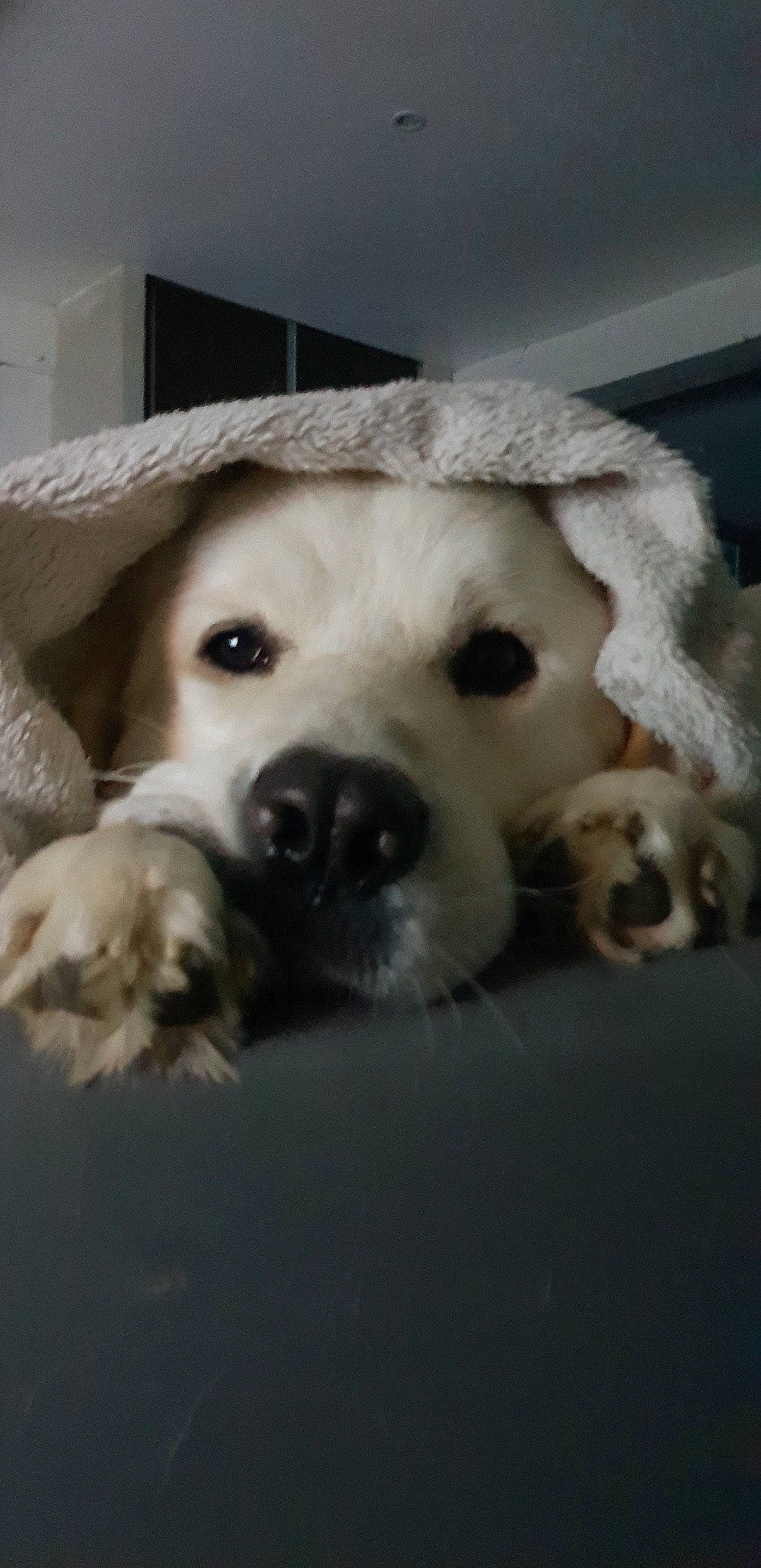 Marley participe au concours pour gagner de l'argent avec cette photo : canidae, carnivore, companion_dog, dog, dog_breed, fawn, labrador_retriever, mammal, nose, puppy, puppy_love, retriever, snout, sporting_group