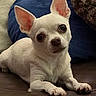dog, chihuahua, white_dog, pet, cute, small_dog, indoor, leather_surface, cushion, blue_cushion, brown_cushion, animal, portrait, ears, eyes, paw, fur, looking, resting, closeup