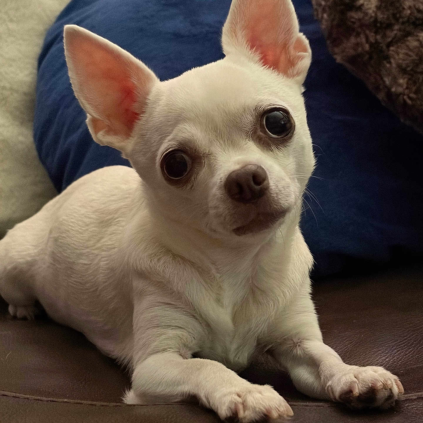 Cinderella is registered to the contest to win money with this photo: dog, chihuahua, white_dog, pet, cute, small_dog, indoor, leather_surface, cushion, blue_cushion, brown_cushion, animal, portrait, ears, eyes, paw, fur, looking, resting, closeup