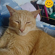 Gérard participe au concours pour gagner de l'argent avec cette photo : animal, bed, blanket, bookshelf, closeup, cozy, cute, feline, fur, home, indoor, orange_cat, pet, pillow, relaxed, resting, sleepy_cat, smiley_face_sticker, tabby_cat, whiskers