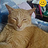 animal, bed, blanket, bookshelf, closeup, cozy, cute, feline, fur, home, indoor, orange_cat, pet, pillow, relaxed, resting, sleepy_cat, smiley_face_sticker, tabby_cat, whiskers