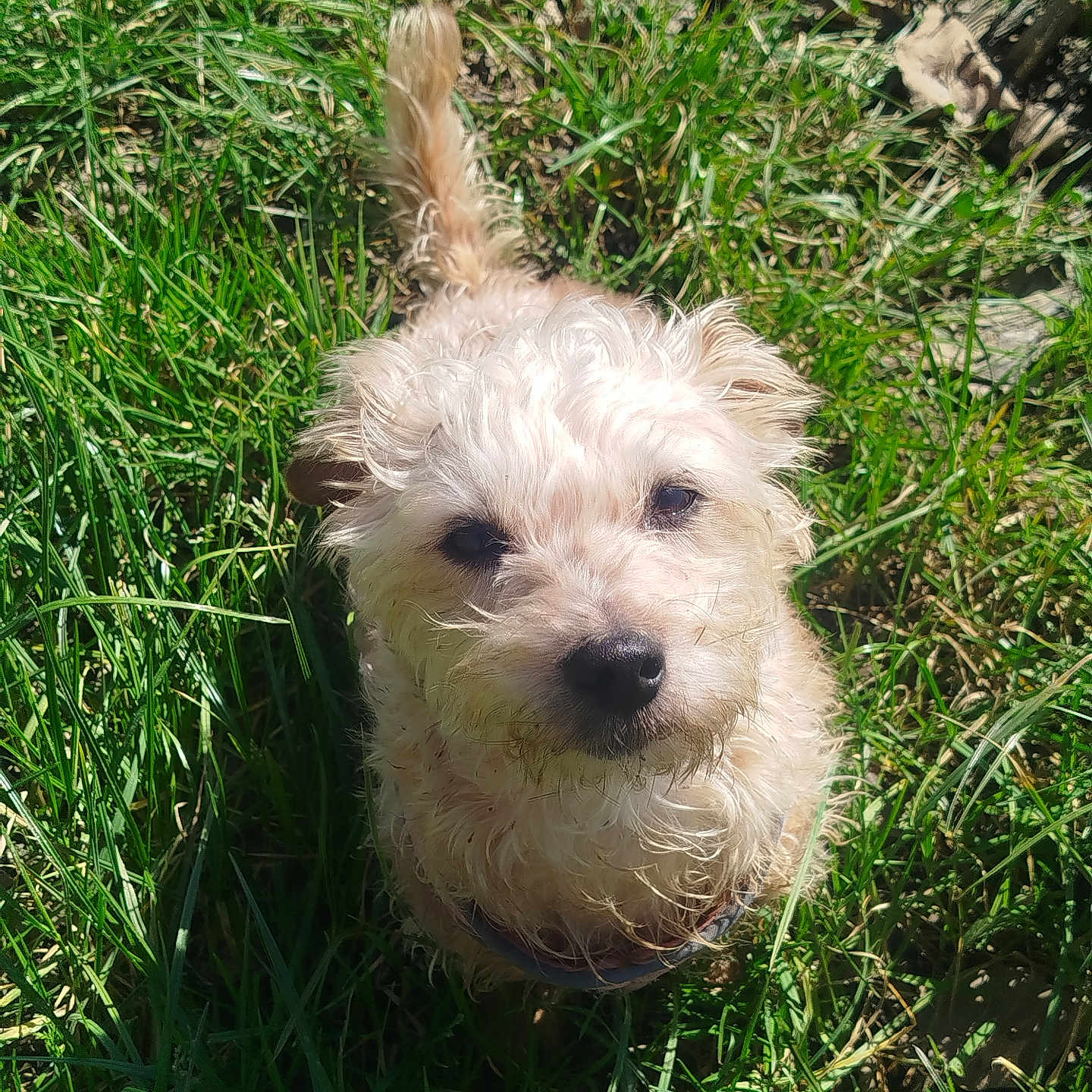Paillette participe au concours pour gagner de l'argent avec cette photo : dog, grass, outdoor, pet, curly_fur, sunlight, tail, nature, animal, canine, greenery, fur, looking_up, daylight, playful, cute, small_dog, adorable, closeup, summer