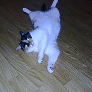 Pépette a rejoint le concours — aidez-le/la à gagner de superbes lots !