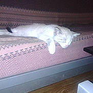 Papaye participe au concours pour gagner de l'argent avec cette photo :