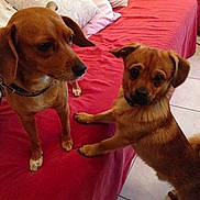 Django a rejoint le concours — aidez-le/la à gagner de superbes lots !