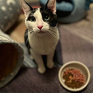Rem is registered to the contest to win money with this photo: animal, black_and_white, blanket, cat, cat_cave, cat_food, close_up, cozy, curious, domestic_cat, ears, floor, food_bowl, furniture, green_eyes, indoor, looking_up, pet, pink_nose, whiskers