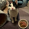 animal, black_and_white, blanket, cat, cat_cave, cat_food, close_up, cozy, curious, domestic_cat, ears, floor, food_bowl, furniture, green_eyes, indoor, looking_up, pet, pink_nose, whiskers