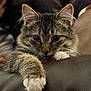 cat, tabby, fluffy, paw, whiskers, indoor, couch, leather, closeup, pet, animal, relaxed, curious, fur, mammal, domestic, face, eyes, cute, resting