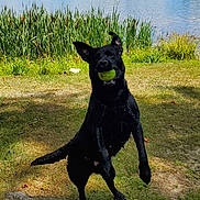 Daisy is registered to the contest to win money with this photo: dog, black_dog, tennis_ball, jumping, grass, lake, water, greenery, outdoor, daylight, pet, animal, playful, happy, nature, summer, wet_dog, canine, park, fetch