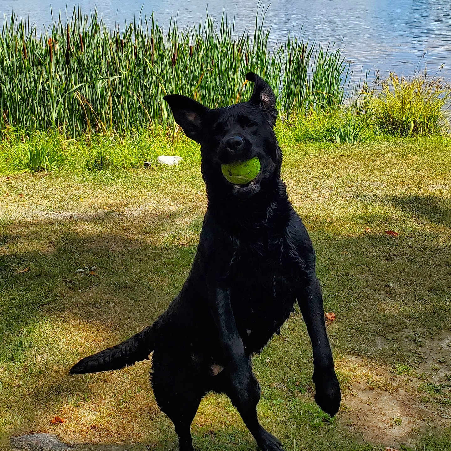 Daisy is registered to the contest to win money with this photo: animal, black_dog, canine, daylight, dog, fetch, grass, greenery, happy, jumping, lake, nature, outdoor, park, pet, playful, summer, tennis_ball, water, wet_dog