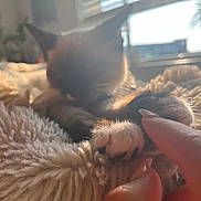 Azul is registered to the contest to win money with this photo: animal, bed, blanket, blurred, closeup, cozy, cute, finger, furry, hand, indoor, kitten, paw, pet, resting, soft, sunlight, touch, warm_light, window_blinds