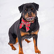 Siggy joined the competition — help win amazing prizes! animal, black_fur, bow, brown_fur, canine, cute, dog, festive, friendly, fur, holiday, mammal, outdoor, pet, portrait, red_bow, rottweiler, sitting, snow, winter