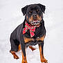 animal, black_fur, bow, brown_fur, canine, cute, dog, festive, friendly, fur, holiday, mammal, outdoor, pet, portrait, red_bow, rottweiler, sitting, snow, winter