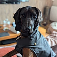 Vendôme participe au concours pour gagner de l'argent avec cette photo : attentive, black_dog, bokeh, canine, closeup, coat, collar, cute, dog, eyes, face, furniture, indoors, jacket, living_room, pet, portrait, shallow_depth_of_field, sofa, table