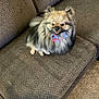 Pebbles joined the competition — help win amazing prizes! dog, pomeranian, pet, fluffy, bow_tie, sitting, couch, brown, indoor, furniture, carpet, small_dog, cute, animal, tongue_out, alert, companion, domestic, friendly, fur