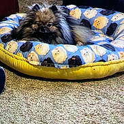 Pebbles is registered to the contest to win money with this photo: dog, pet_bed, carpet, fluffy_dog, indoor, cozy, animal, resting, furniture, cable, home, small_dog, brown_dog, black_dog, blue_bed, yellow_bed, patterned_bed, cute, relaxed, domestic