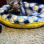 dog, pet_bed, carpet, fluffy_dog, indoor, cozy, animal, resting, furniture, cable, home, small_dog, brown_dog, black_dog, blue_bed, yellow_bed, patterned_bed, cute, relaxed, domestic
