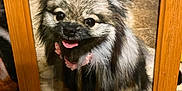 Pebbles joined the competition — help win amazing prizes! dog, pomeranian, fluffy, pet, portrait, framed_photo, wooden_frame, floor, tile, collar, pink, happy, tongue_out, cute, animal, indoor, close_up, furry, smiling, domestic_dog