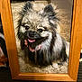 dog, pomeranian, fluffy, pet, portrait, framed_photo, wooden_frame, floor, tile, collar, pink, happy, tongue_out, cute, animal, indoor, close_up, furry, smiling, domestic_dog