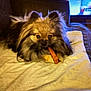 Pebbles is registered to the contest to win money with this photo: dog, couch, treat, pet, fluffy, indoor, living_room, curious, brown, small_dog, canine, fur, companion, domestic_animal, resting, cozy, blanket, television, background, home