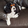 Réglisse participe au concours pour gagner de l'argent avec cette photo : animal, black_and_white, brown_leather_couch, canine, cavalier_king_charles_spaniel, companion, cute, dog, domestic_animal, ears, fur, furniture, indoor, laying_down, living_room, paw, pet, portrait, relaxed, tricolor