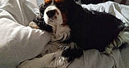 Réglisse participe au concours pour gagner de l'argent avec cette photo : animal, bed, black, blanket, brown, canine, cavalier_king_charles_spaniel, comfort, cozy, dog, ears, fur, indoor, nose, paw, pet, portrait, resting, sleepy, white
