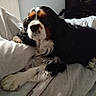 animal, bed, black, blanket, brown, canine, cavalier_king_charles_spaniel, comfort, cozy, dog, ears, fur, indoor, nose, paw, pet, portrait, resting, sleepy, white