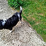 Réglisse a rejoint le concours — aidez-le/la à gagner de superbes lots ! animal, black_and_white, canine, concrete, daylight, dog, fur, garden, grass, greenery, leafy, nature, outdoor, pavement, pet, plant, side_view, small_dog, tail, walking