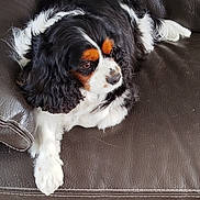 Réglisse participe au concours pour gagner de l'argent avec cette photo : animal, black, brown, canine, cavalier_king_charles_spaniel, closeup, companion, cute, dog, domestic_animal, fur, indoor, laying, leather_couch, paw, pet, portrait, relaxed, resting, white
