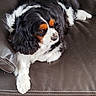 animal, black, brown, canine, cavalier_king_charles_spaniel, closeup, companion, cute, dog, domestic_animal, fur, indoor, laying, leather_couch, paw, pet, portrait, relaxed, resting, white