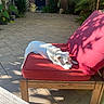 dog, small_dog, white_dog, pet, sleeping, lying_down, relaxed, outdoor, patio, garden, chair, cushion, red_cushion, wooden_furniture, paving_stones, tropical_plants, sunlight, shadows, backyard, animal