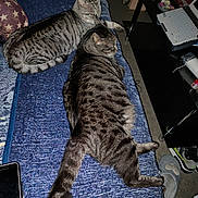 Mistigri a rejoint le concours — aidez-le/la à gagner de superbes lots ! cat, tabby_cat, pet, animal, indoor, blanket, laptop, smartphone, slippers, furniture, relaxing, striped, tail, ears, paw, resting, domestic, cozy, bedroom, household