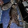 cat, tabby_cat, pet, animal, indoor, blanket, laptop, smartphone, slippers, furniture, relaxing, striped, tail, ears, paw, resting, domestic, cozy, bedroom, household