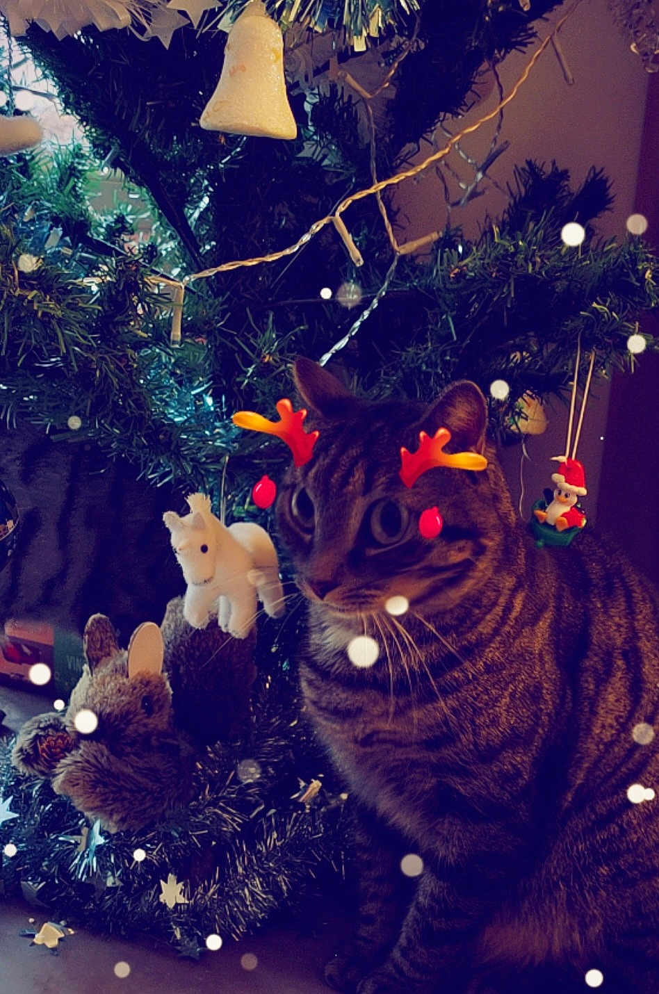 Mistigri participe au concours pour gagner de l'argent avec cette photo : cat, tabby, christmas_tree, ornaments, holiday, reindeer_antlers, digital_effects, snowflakes, indoor, decorations, festive, cute, pet, animal, celebration, christmas, toy, seasonal, greenery, holiday_spirit