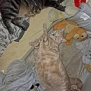 Mistigri a rejoint le concours — aidez-le/la à gagner de superbes lots ! animal, bed, blanket, cat, companion, cozy, cute, domestic_cat, feline, fur, ginger_cat, indoor, pet, relaxed, resting, sleeping_area, soft_toys, stuffed_animals, tabby_cat, toy