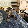 Mistigri a rejoint le concours — aidez-le/la à gagner de superbes lots ! cat, tabby, indoor, bed, blanket, pillow, chair, table, laptop, glass, curious, stretching, furniture, pet, animal, feline, green_eyes, relaxed, home, cozy