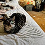 cat, tabby_cat, bed, quilt, blanket, indoor, feline, pet, fur, animal, resting, green_eyes, headboard, ottoman, suitcase, floral_pattern, carpet, cozy, living_space, relaxed