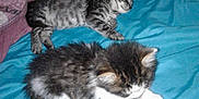 Mistigri participe au concours pour gagner de l'argent avec cette photo : animal, bed, blanket, cat, cozy, cute, domestic_animal, feline, fur, indoor, kitten, peaceful, pet, pillow, resting, sleeping, small, soft, tabby, white_paws