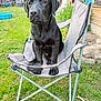 Volfy participe au concours pour gagner de l'argent avec cette photo : puppy, black_dog, dog, chair, outdoor, garden, grass, pet, animal, furniture, backyard, young_dog, canine, nature, greenery, summer, relaxing, domestic_animal, cute, sitting