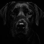 Volfy participe au concours pour gagner de l'argent avec cette photo : dog, black_dog, wet_fur, close_up, portrait, black_and_white, water_droplets, animal, pet, canine, dark_background, moody, texture, fur, face, snout, ears, whiskers, studio_lighting, dramatic
