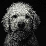 Heliot participe au concours pour gagner de l'argent avec cette photo : dog, curly_hair, wet_fur, black_and_white, portrait, close_up, animal, pet, canine, intense_gaze, water_droplets, studio_light, texture, fur, expression, headshot, monochrome, dark_background, detailed, animal_portrait