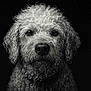 dog, curly_hair, wet_fur, black_and_white, portrait, close_up, animal, pet, canine, intense_gaze, water_droplets, studio_light, texture, fur, expression, headshot, monochrome, dark_background, detailed, animal_portrait