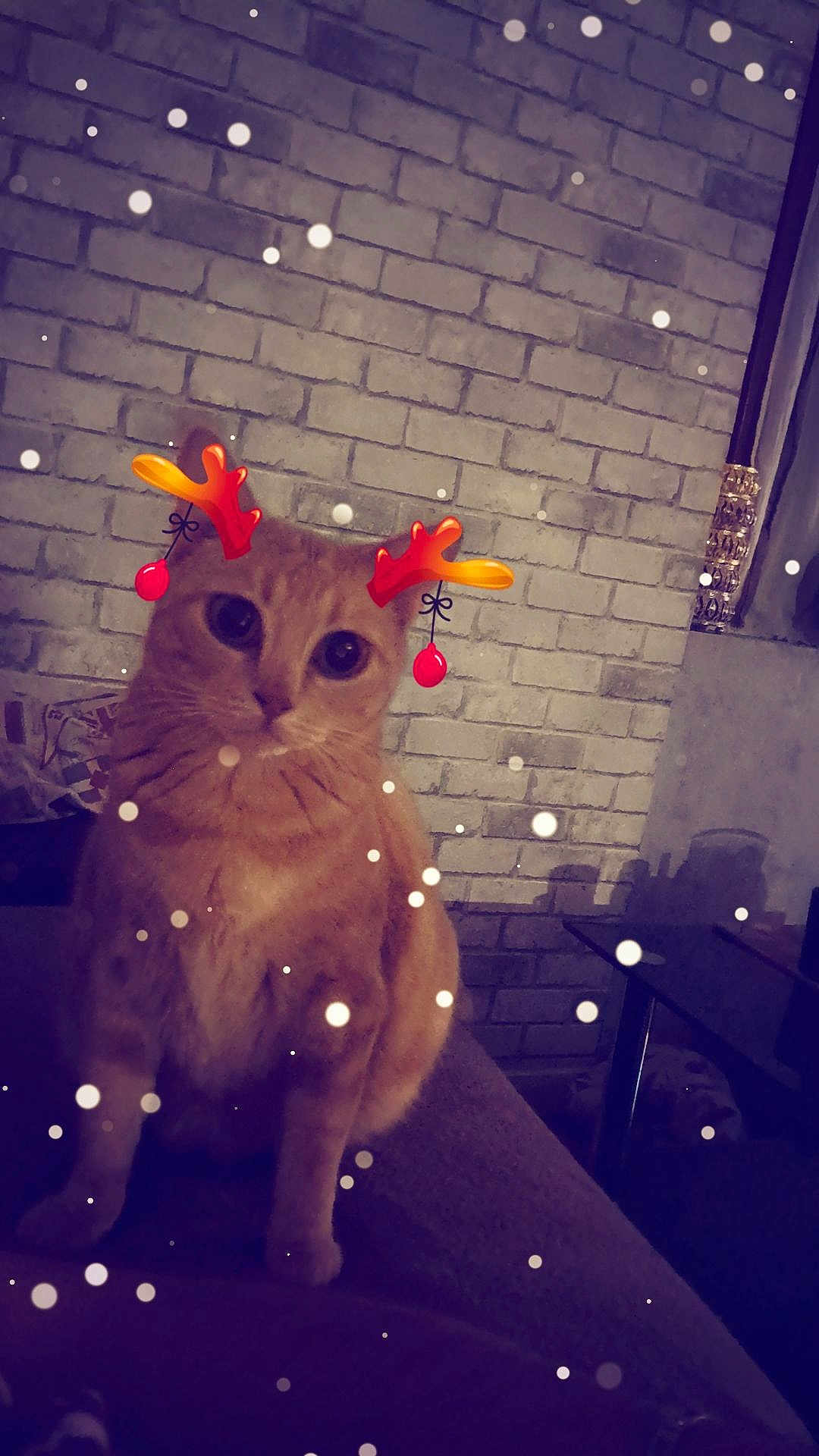 Neige