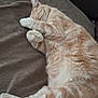 Neige a rejoint le concours — aidez-le/la à gagner de superbes lots ! animal, blanket, cat, cozy, curled_up, cute, domestic_cat, feline, fur, ginger_cat, indoor, napping, paw, pet, relaxed, resting, sleeping, soft, tail, whiskers