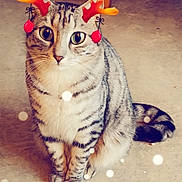 Crevette participe au concours pour gagner de l'argent avec cette photo : cat, tabby, reindeer_ears, pet, indoor, floor, sitting, whiskers, animal, cute, holiday, decoration, feline, fur, striped, ears, eyes, nose, tail, paws
