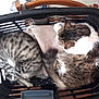 animal, basket, cat, companion, cozy, curled_up, domestic, feline, fur, indoor, laundry_basket, pet, quiet, relaxed, resting, sleeping, striped, tabby, towel, two_cats