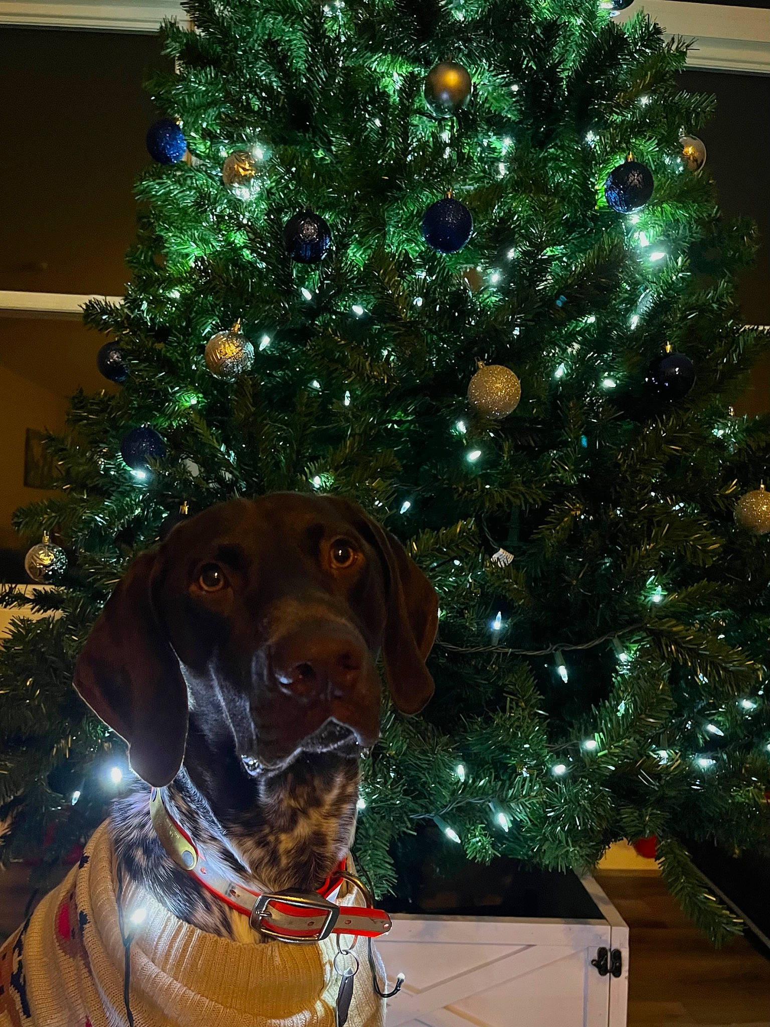 Finley joined the competition — help win amazing prizes! branch, carnivore, christmas_decoration, christmas_ornament, christmas_tree, collar, dog, dog_breed, dog_collar, event, evergreen, fawn, holiday, holiday_ornament, larch, light, ornament, snout, tints_and_shades, tree