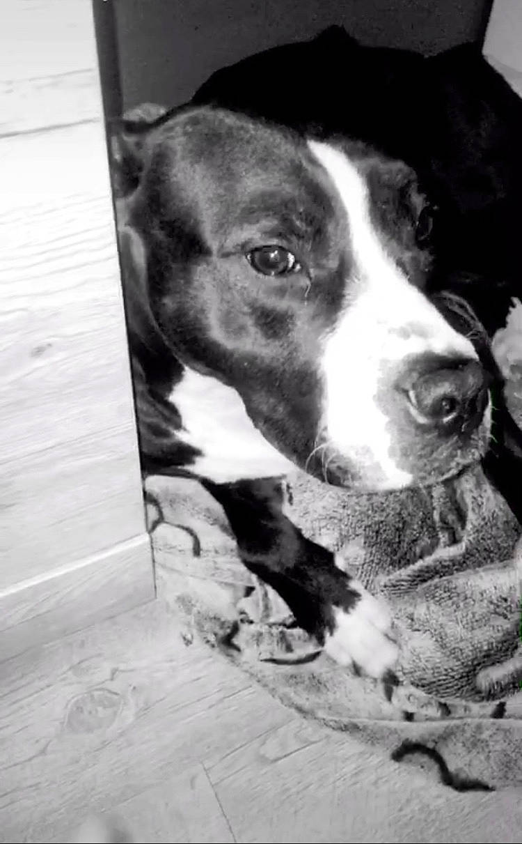 Beau a rejoint le concours — aidez-le/la à gagner de superbes lots ! american_pit_bull_terrier, american_staffordshire_terrier, canidae, carnivore, dog, dog_breed, fawn, mammal, non_sporting_group, nose, pit_bull, snout, sporting_group