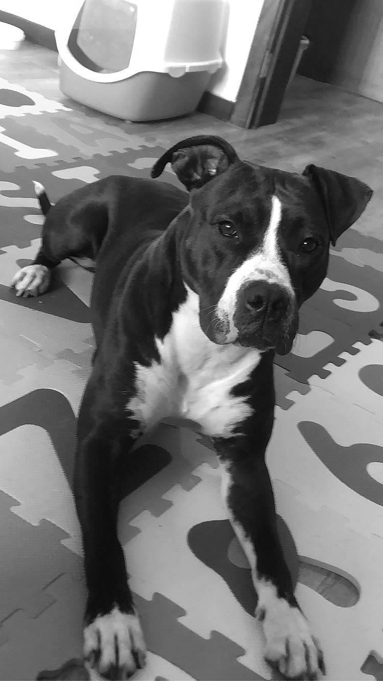 Beau participe au concours pour gagner de l'argent avec cette photo : canidae, carnivore, collar, comfort, companion_dog, dog, dog_breed, door, drinkware, fawn, flooring, fur, plant, serveware, snout, tail, whiskers, white, window, working_animal